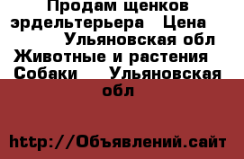 Продам щенков эрдельтерьера › Цена ­ 20 000 - Ульяновская обл. Животные и растения » Собаки   . Ульяновская обл.